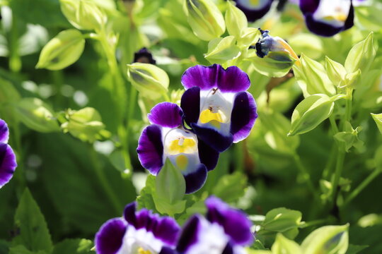 Torenia Images Browse 913 Stock Photos Vectors And Video Adobe Stock