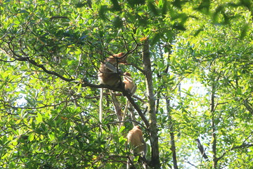 Proboscis monkeys are long-nosed monkeys with reddish brown hair and are one of two species in the genus Nasalis. Proboscis monkeys are endemic to the island of Borneo which is famous for its mangrove