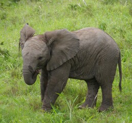 Fototapeta na wymiar Elefantenbaby