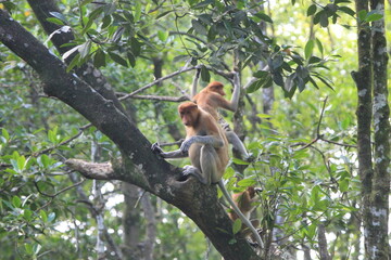 Fototapeta premium Proboscis monkeys are long-nosed monkeys with reddish brown hair and are one of two species in the genus Nasalis. Proboscis monkeys are endemic to the island of Borneo which is famous for its mangrove