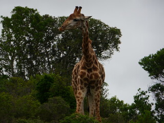 Giraffe