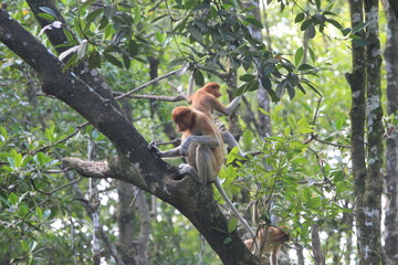 Fototapeta premium Proboscis monkeys are long-nosed monkeys with reddish brown hair and are one of two species in the genus Nasalis. Proboscis monkeys are endemic to the island of Borneo which is famous for its mangrov