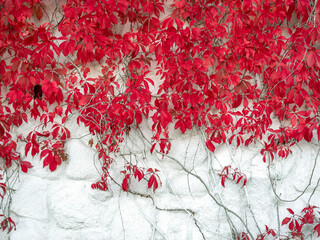 Red autumn leaves on white stone wall background