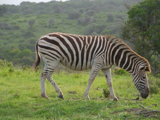 Obraz premium Zebra