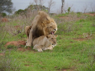 Plakat King and Queen making love