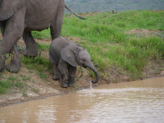 Babyelefant trinkt