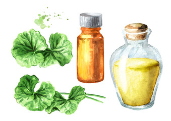 Gotu kola extract and oil set, centella asiatica, herbal medicine. Watercolor hand drawn illustration, isolated on white background