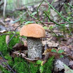 mushrooms in the forest