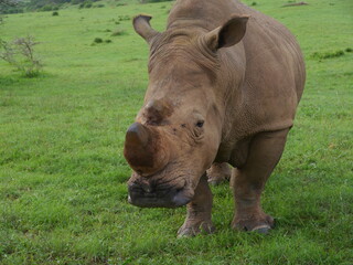Obraz premium Nashorn