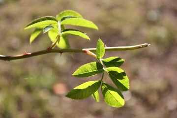 leaves in spring