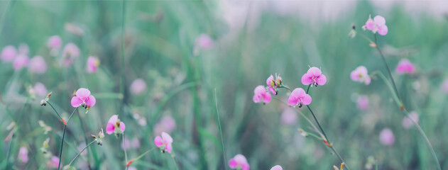 Peaceful nature, meadow flower, beautiful fresh in soft warm light. Autumn landscape background.