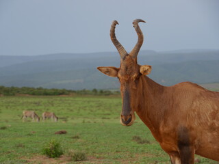 Red Hartebeest