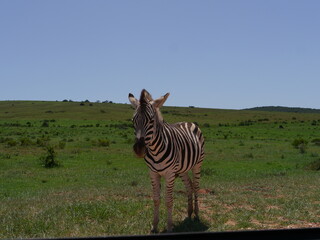 Zebrababy