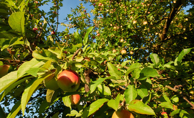 Many apples (malus) hang on an apple tree, which is located in the swabian alb biosphere area.