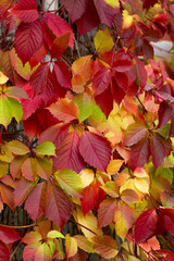 Texture of autumn wild grapes in red and yellow colors
