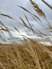 Fototapeta premium reed in the wind