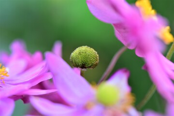 Closeup of the pistil of an autumn anemone in between some blurred flower