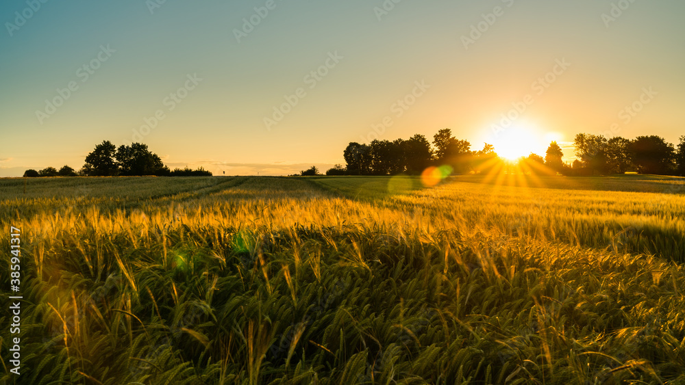 Wall mural Germany, Stuttgart, Magical orange sunset sky above ripe grain field nature landscape in summer