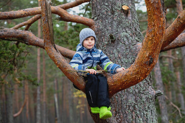 Naklejka na ściany i meble Boy in a tree. A child sits on a pine branch