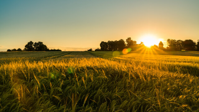 Germany, Stuttgart, Magical orange sunset sky above ripe grain field nature landscape in summer