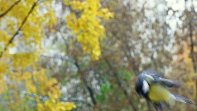 Slow motion video - Bird titmouse in flight close-up in an autumn day