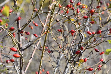 Branch with ripe red rose hips, autumn