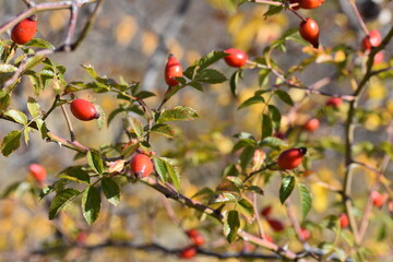 Branch with ripe red rose hips, autumn