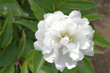 	白い見事な大輪の花