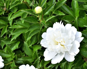 白い大輪の花とつぼみ