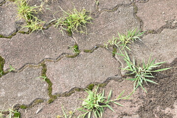 	地面のタイルの隙間から生える雑草