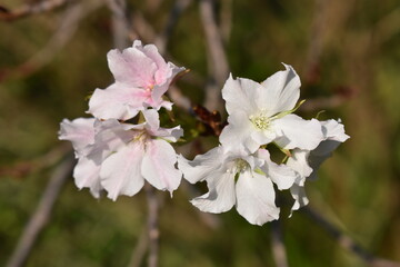 ピンクと白の隣り合う桜