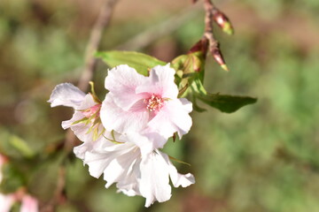 秋に咲いていたピンクの桜