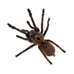 Top view of young adult Horned baboon tarantula aka Ceratogyrus darlingi spider. Isolated on white background.