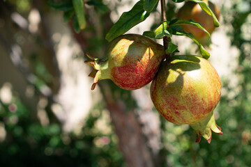 Selective focus of half ripe garnets in the garden. Bunch of pomegranate fruits hanging on the branch Close up