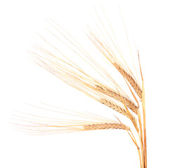 Dry spikelets of wheat, isolated on white background.