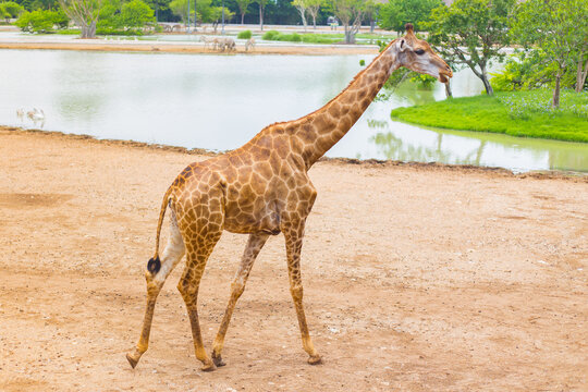 Giraffe is an African mammal, the tallest living terrestrial animal. It is walking beside the river.