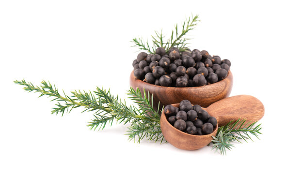3 030 Best Juniper Berry White Background Images Stock Photos Vectors Adobe Stock