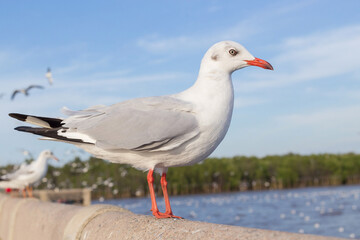 Close up a seagull at mangrove forest background. It’s a type of sea bird. It has grey and white color bird.