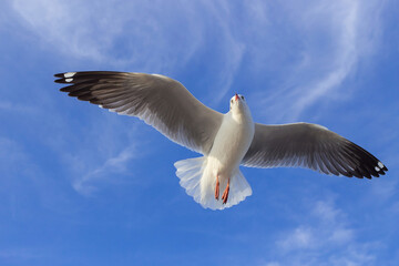 Seagull is flying in the blue sky. It is a seabird, usually grey and white. It takes live food (crabs and small fish).