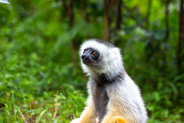 Fototapeta premium A diademed sifaka in its natural environment in the rainforest on the island of Madagascar