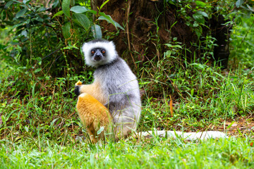 A diademed sifaka in its natural environment in the rainforest on the island of Madagascar