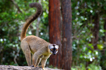 Brown lemurs play in the meadow and a tree trunk and are waiting for the visitors
