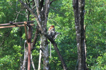 Proboscis monkeys are long-nosed monkeys with reddish brown hair and are one of two species in the genus Nasalis. Proboscis monkeys are endemic to the island of Borneo which is famous for its mangrove