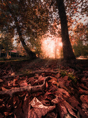 Primer plano de hojas secas en otoño con rayos de sol 