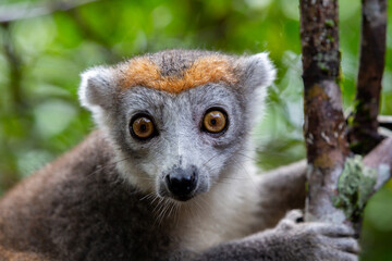 A crown lemur on a tree in the rainforest of Madagascar