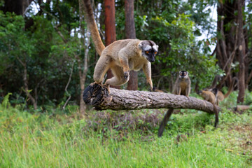 Brown lemurs play in the meadow and a tree trunk and are waiting for the visitors