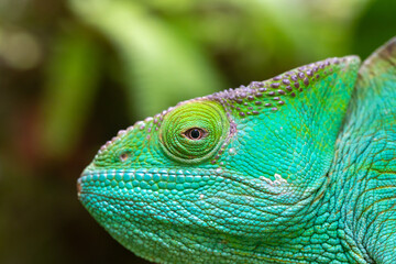 Close-up, macro shot of a green chameleon