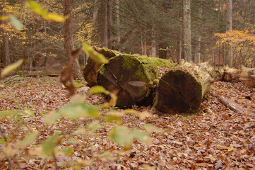 Un paseo por un parque de Pensilvania, Bushkills Falls, rodeado de cascadas y espectaculares gamas de colores teñidas por el otoño.