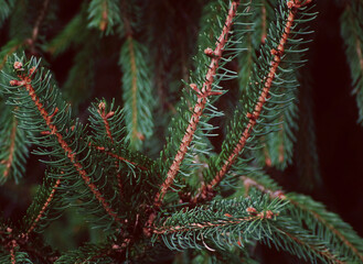 close up of green pine tree needles in summer