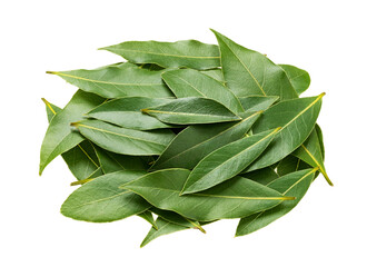 Fresh bay leaves isolated on white background